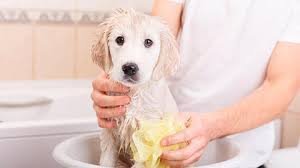 Baby shampoo is the only safe alternative where human shampoo is concerned, unless you use a shampoo specifically formulated for dogs. How Often Should I Bathe My Puppy Purina