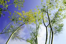 Image result for Anethum