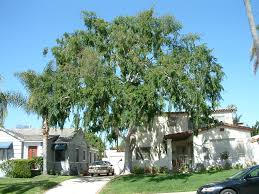 Image result for Ulmus parvifolia