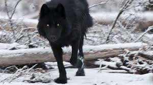 Youtube black logo png is about is about gray wolf, logo, youtube, legend of lobo, snout. Shadow Wolf Wallpaper Black Wolf With Red Eyes