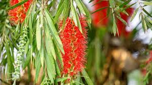 Image result for Melaleuca leucadendron