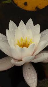 White Water Lily Drops Flower Wallpaper Flower Wallpaper Lily Flower Flowers