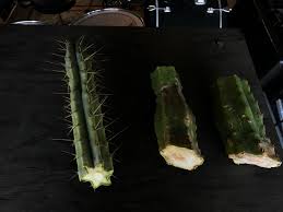 San pedro cactus can be propagated by offsets. First Time Growing From Cuttings Bolivian Torch And San Pedro Please Help Me With Tips On When To And How To Replant These The Bolivian Torch Was Just Cut And The San