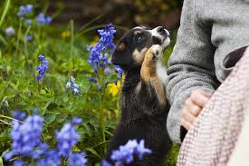 Distinguished by their white flowers and dark, glossy leaves—these tropical plants make terrific houseplants. Dog Safe Plants And How To Make A Dog Friendly Garden