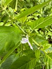 Image result for Hypoestes forskaolii