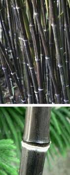 The answers to the below questions are particularly important for bamboo screens. Black Bamboo Plant Black Bamboo Plant Black Bamboo Bamboo Plants