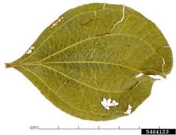 Image result for Strychnos henningsii