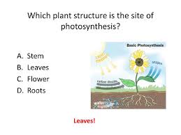 Plants and other photosynthetic organisms perform both sets of reactions. Ppt Which Plant Structure Is The Site Of Photosynthesis Powerpoint Presentation Id 2207347