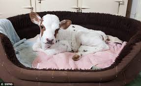 Meet Mini Moo The Smallest Calf In Britain Sleeps In A Dog Basket Mini Cows Baby Cows Cute Cows
