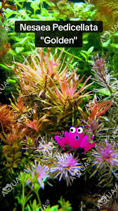 Image result for Nesaea pedroi