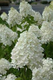 Sweet Summer Hydrangea Hydrangea Paniculata Sweet Summer At Connon Nurseries In 2021 Summer Hydrangeas Hydrangea Flower Photos Hydrangea Paniculata