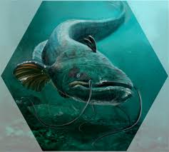 Tripadvisor has 3,591 reviews of wels hotels, attractions, and restaurants making it your best wels resource. Rosemary Chalmers Silurus Glanis Wels Catfish