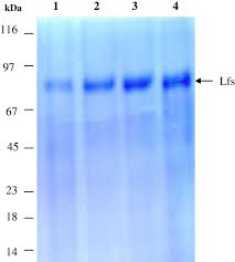 Based on this, whoever owns four camels or less does not have to pay zakaah, unless he wants to. Effectiveness Of Human Camel Bovine And Sheep Lactoferrin On The Hepatitis C Virus Cellular Infectivity Comparison Study Springerlink
