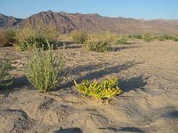 Image result for Disperis mozambicensis