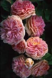 Bildergebnis für beautiful roses