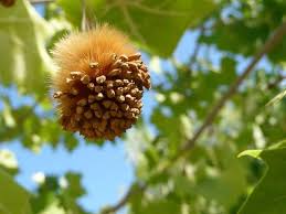 Maybe you would like to learn more about one of these? American Sycamore Yale Nature Walk