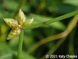 Image result for Schoenoplectiella juncea