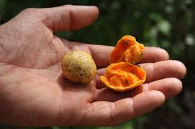 Image result for Annona senegalensis