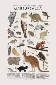 Animal Illustrations Animal Groups Kelsey Oseid Animal Illustration Animal Drawings Animal Posters