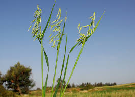 Image result for Avena byzantina