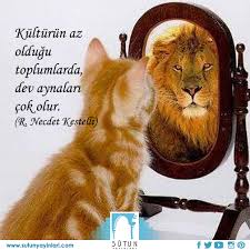 Sutunyayinlari Ozlusozler Guzelsozler Edebiyat Sanat Devaynasi Aslan Kedi Kisilik Bozuklugu Sevimli Kediler Komik Hayvanlar