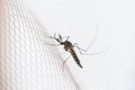 Mosquitoes are common, flying insects that live in most parts of the world. How Long Do Mosquitoes Actually Live Reader S Digest
