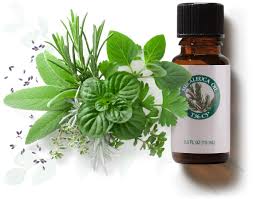 Image result for Melaleuca