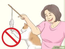 3 Ways To Prepare Your Cat For A Blood Test Wikihow