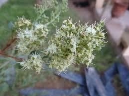 Image result for Lawsonia inermis