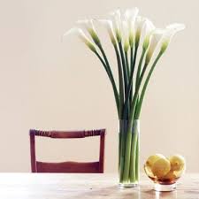 We did not find results for: Calla Me Crazy A Simple Yet Elegant Arrangement Of White Calla Lilies Is Striking And Sophisticated Li Same Day Flower Delivery Teleflora Flowers Calla Lily