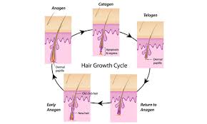 In Depth Look At The Hair Growth Cycle And Why Electrolysis