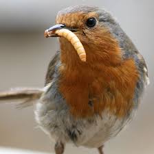 Resultado de imagen de bird eat worm