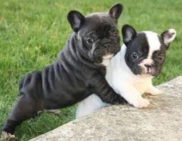 This was outlawed in 1835 and the modern frenchie began to enjoy a life of companionship instead of sportmanship as breeds like pug and terriers were bred into their bloodlines. French Bulldog Puppies Mix Pets Lovers