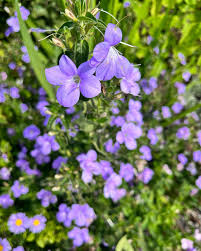 Image result for Barleria obtusa