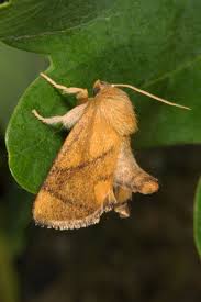 Image result for Apoda limacodes