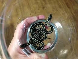 This snake is very similar to the eastern garter and it can be easy to get them mixed up. How To Take Care Of Garter Snakes 3 Steps Instructables