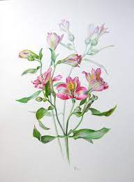 Alstroemeria Botanical Flower Drawing Botanical Drawings Botanical Painting