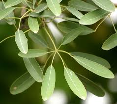 Image result for Mimusops obtusifolia