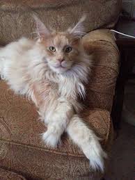 Coming from the maine state in new england, maine coons are popular for their skill in catching rodents. Pin On Maine Coon Beauties