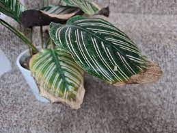 Maybe you would like to learn more about one of these? Calathea Crispy Edges Osera