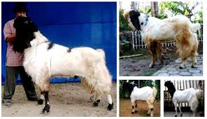 Jenis kambing untuk bisnis dan jenis kambing untuk qurban ini dapat hidup dengan baik di indonesia. Mengetahui Jenis Jenis Kambing Dan Domba Di Indonesia Organic Hcs