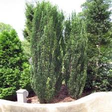 Image result for Buxus acutata