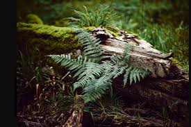 Justin Welch Photography