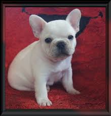 We are proud to raise akc registered and health tested french bulldogs. French Bulldog Puppies For Sale Minnesota Breeder French Bulldog Puppies Bulldog Puppies Frenchie Bulldog