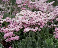 Limonium Peregrinum Pink Statice Flowers In December And Again In June Flower Garden Pink Perennials Dried Flowers