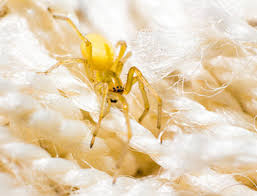 7 most common dangerous spiders in utah utah pest control