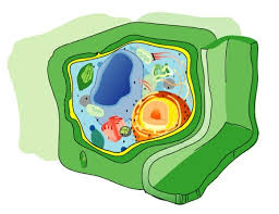 Plant cell diagram std 7. Cell Wall Definition Function Structure Biology Dictionary