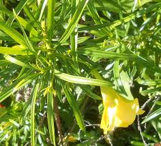 Image result for Cascabela