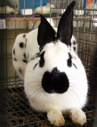 Black And White Spotted Rabbit Breeds White Black Bunny English Spot Rabbit Pet Rabbit Bunny Pictures