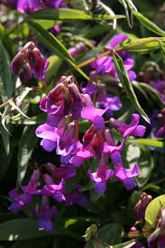 Image result for Lathyrus